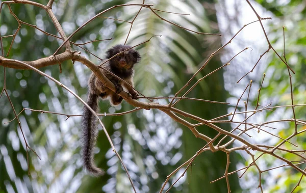 Małpka Drzewie Marmozeta Czarnokępkowa Znana Również Jako Mico Estrela Jest — Zdjęcie stockowe