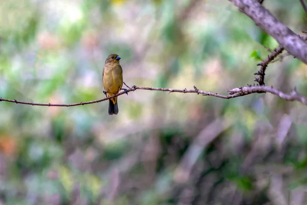 Rozsdás Galléros Seedeater Tudja Marsh Collar Vagy Coleiro Brejo Ült — Stock Fotó