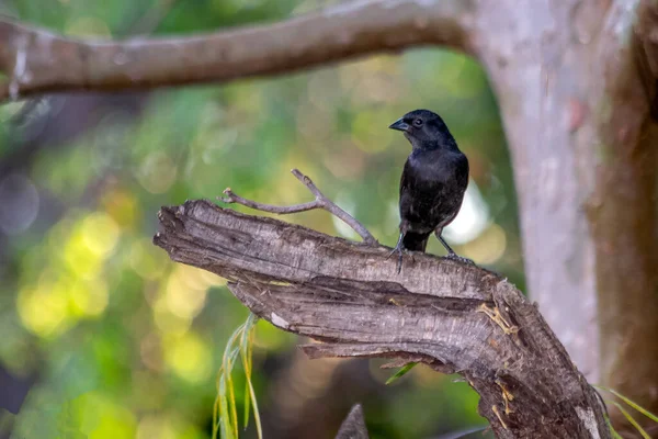 카우보이 Cowbird 불리는 브라질 출신의 전형적 새이기도 학명은 Molothrus Rufoaxillaris — 스톡 사진