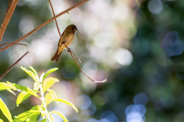 Rosthalsband Seedeater Auch Als Sumpfkragen Oder Coleiro Brejo Bekannt Thront — Stockfoto