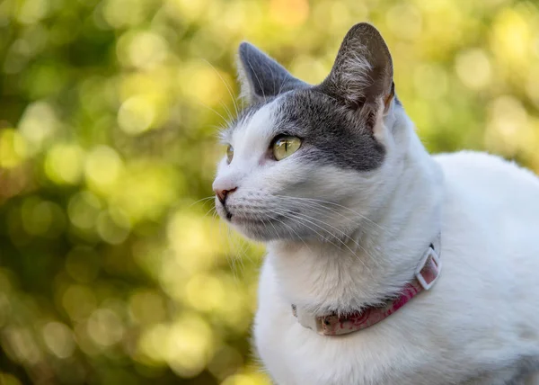 Retrato Belo Gato Branco Fêmea Com Gola Rosa Orelhas Cinzas — Fotografia de Stock