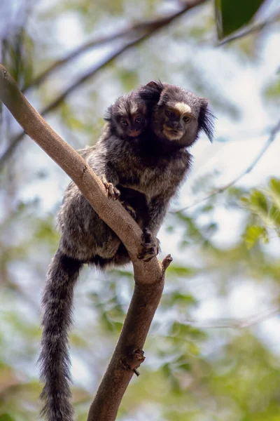 Mãe Filho Sagui Tufo Preto Também Conhecido Como Mico Estrela — Fotografia de Stock