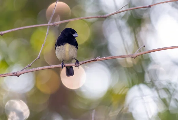 黄腹探索者的雄性也被称为 拜阿诺 栖息在森林的树枝上 物种Sporophila Nigricollis 爱鸟的人观鸟 大自然 来自巴西的鸟 — 图库照片