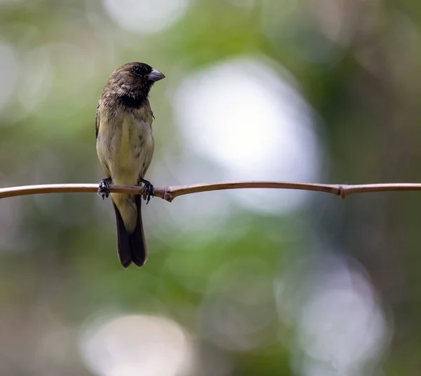 黄腹探索者的雄性也被称为 拜阿诺 栖息在森林的树枝上 物种Sporophila Nigricollis 爱鸟的人鸟在乱跑自然 — 图库照片