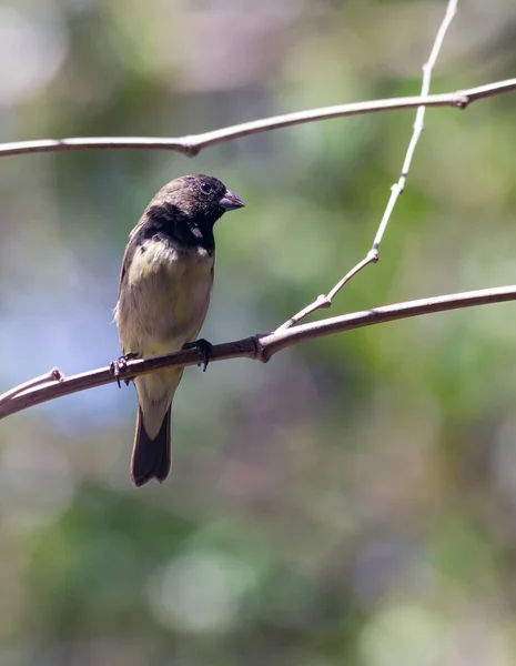 Varón Vientre Amarillo Seedeater También Conocido Como Baiano Encaramado Una —  Fotos de Stock