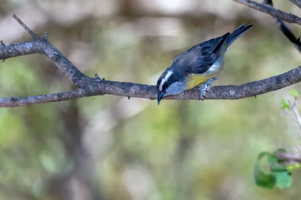 Bananaquit Και Εκπληκτικό Κίτρινο Φτέρωμα Του Specie Coereba Flaveola Γνωρίζουν — Φωτογραφία Αρχείου