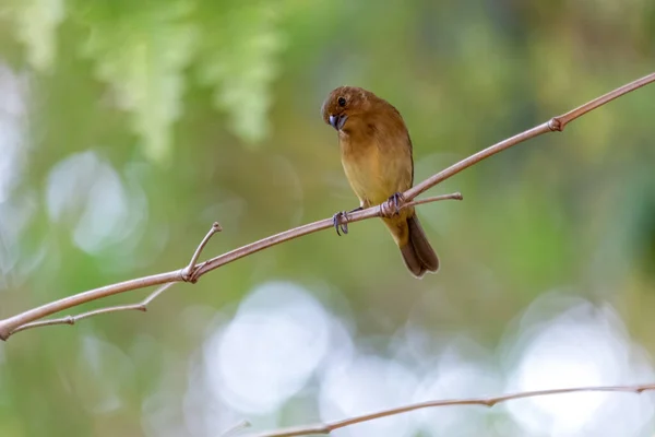 Rusty Collared Seedeater 암컷은 Marsh Collar 나뭇가지에 Coleiro Brejo 라고도 — 스톡 사진