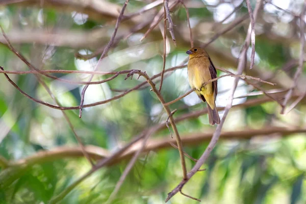 Fêmea Seedeater Colarinho Enferrujado Também Conhecido Como Coleiro Empoleirado Galho — Fotografia de Stock