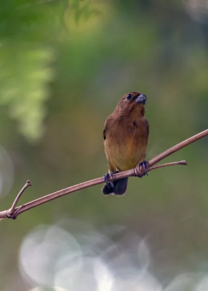 锈迹斑斑的探索者的雌性也被称为 科勒罗 栖息在森林的树枝上 在蕨类植物的叶子的后面 花生酱的种类 爱鸟的人小鸟在乱飞 — 图库照片