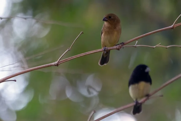 Vrouw Van Rusty Collared Seedeater Ook Bekend Als Coleiro Neergestreken — Stockfoto