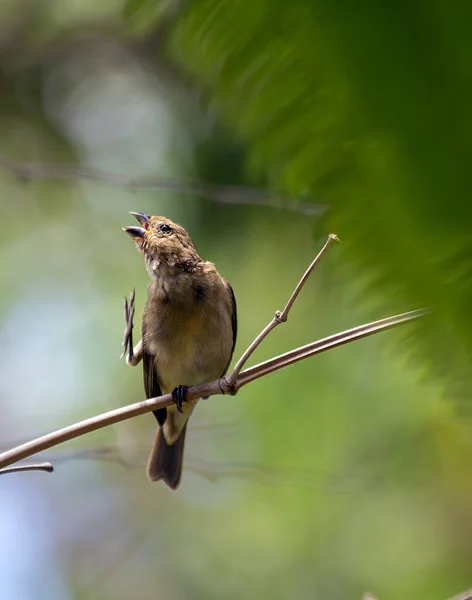 Vrouw Van Rusty Collared Seedeater Ook Bekend Als Coleiro Bewegen — Stockfoto