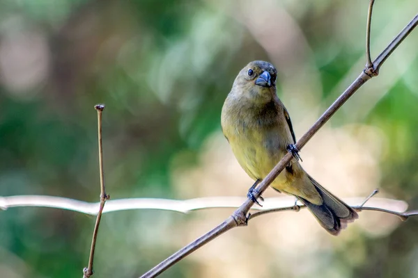 Hembra Seedeater Cuello Oxidado También Conocido Como Marsh Collar Coleiro — Foto de Stock