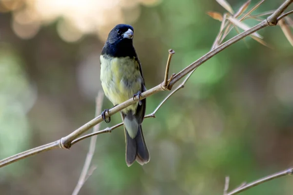 Male Yellow Bellied Seedeater Also Know Baiano Perched Tree Branch — Stock Photo, Image