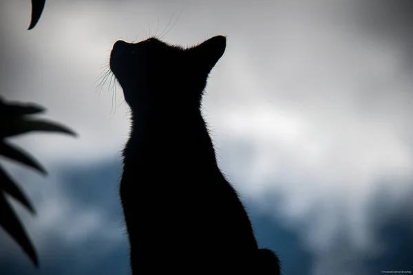 一只黑猫的轮廓 宠物情人 爱猫的人动物世界 — 图库照片