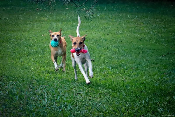 Two Female Bitches Running Toys Mouths Animal World Pet Lover — 스톡 사진