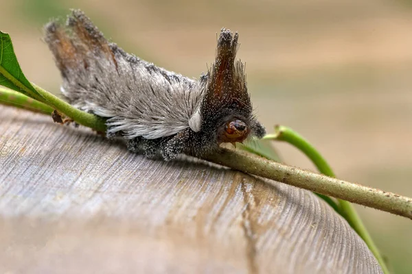 Dangerous Insect Exotic Stinging Caterpillars Found Midwest Region Brazil Eating — Stock Photo, Image