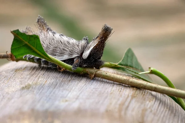 Dangerous Insect Exotic Stinging Caterpillars Found Midwest Region Brazil Eating — Stock Photo, Image