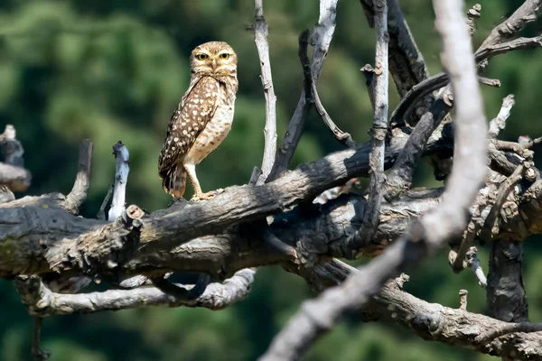 Burrowing Owl Species Athene Cunilaria Yellow Eyes Big Eyes American — Stock Photo, Image