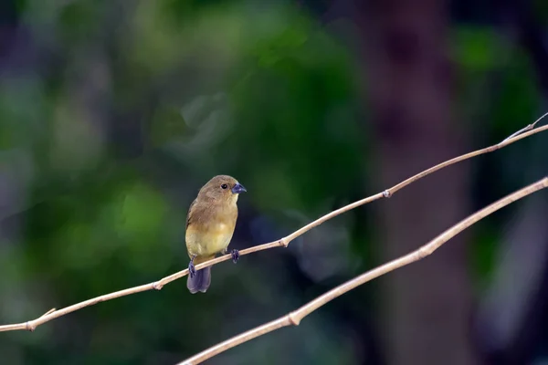 Oiseau Brun Typique Sud Ouest Brésil Espèce Sporophila Une Nature — Photo