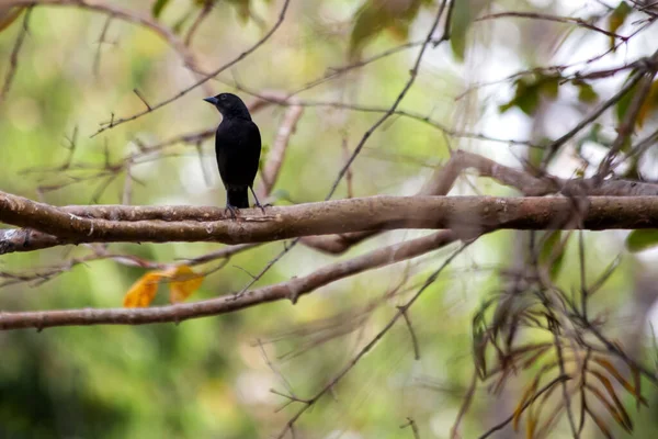 Feketerigó Ült Ágon Sikoltó Cowbird Tudja Chupim Jet Egy Tipikus — Stock Fotó