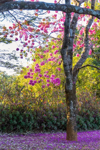 Garden Handroanthus Heptaphyllus Also Know Pink Trumpet Tree Pink Tab — Stock Photo, Image