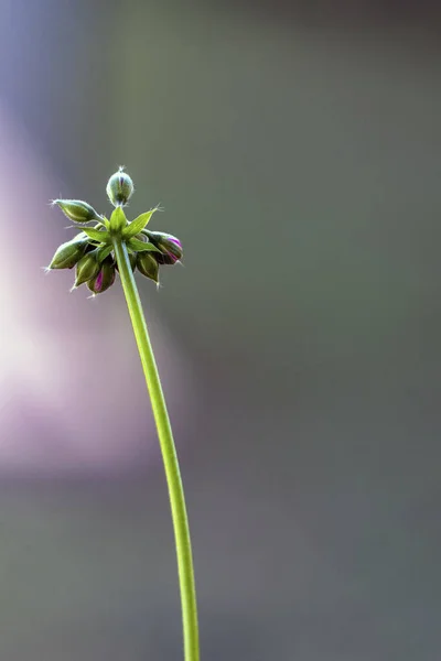 Macrophotography Red Geranium Buds Blooming Also Know Cranebills Stunning Nature — Stock Photo, Image