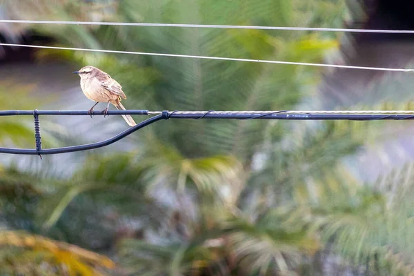 城市里的鸟儿在黄金时段这种粉笔色的嘲鸟也被称为Sabia Campo 栖息在电源线上 物种Mimus Saturninus 鸟在乱跑爱鸟人 — 图库照片