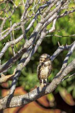 Yuvalı Baykuş ya da Şans Baykuşu bir ağacın dalları arasında saklanarak uyuyor. Tür Athene Cunicularia. Amerikan baykuşunun büyük sarı gözleri. Kuş sever. Kuş izleme..