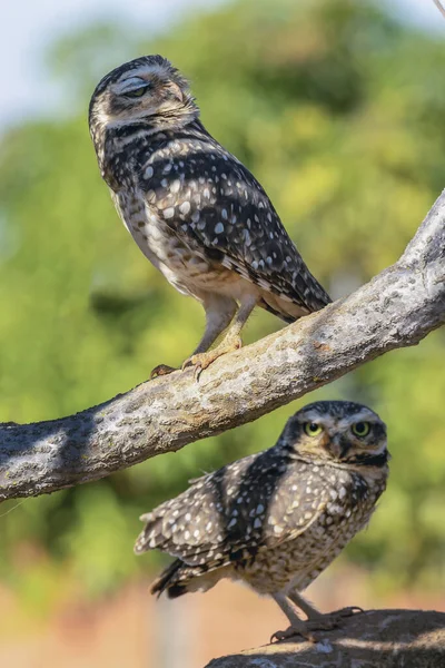 Couple Burrowing Owl Luck Owl Hidden Branches Tree Species Athene — Stock Photo, Image