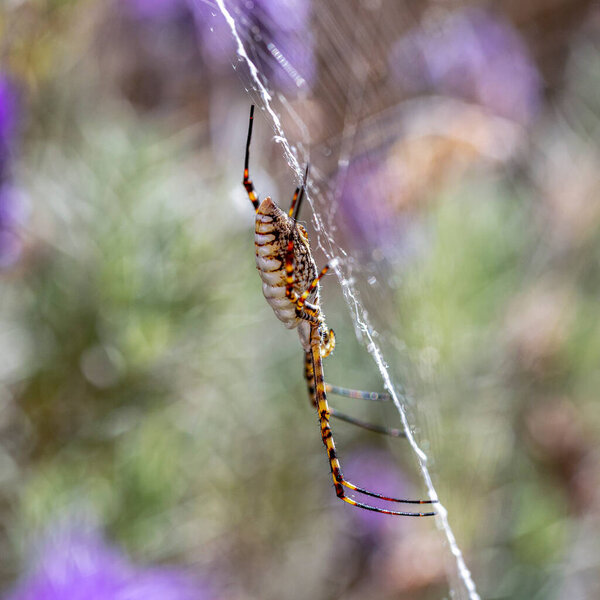 A black and yellow garden spider making webs. Species Argiope aurantia. Animal life. Wild life.