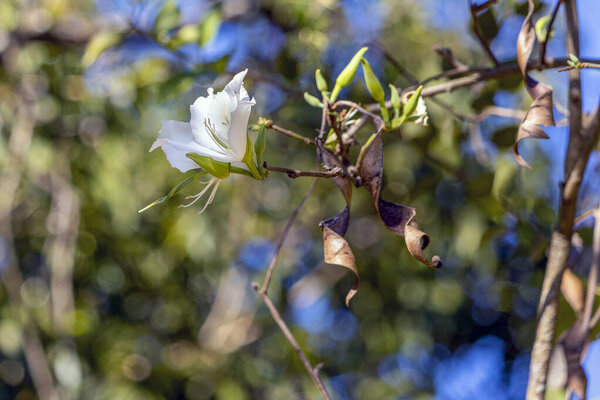 The white flower of Bauhinia forficata as known as the Brazilian orchid tree pata-de-vaca or pezua de vaca. Species B. forficata. Tree from Argentina, Brazil, Uruguay and Peru.