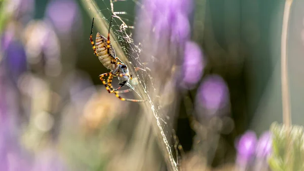 Uma Aranha Preta Amarela Comendo Uma Vespa Espécie Argiope Aurantia — Fotografia de Stock