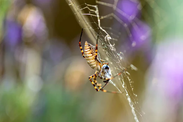 Uma Aranha Preta Amarela Comendo Uma Vespa Espécie Argiope Aurantia — Fotografia de Stock