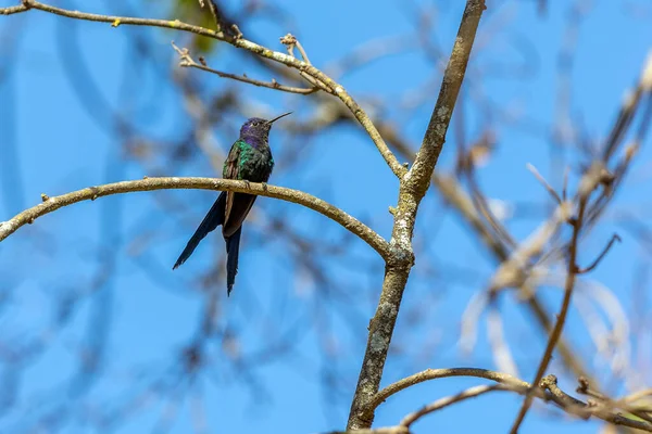 Nielenhäntäinen Kolibri Kyyristyi Metsän Puun Oksalla Sen Pyrstö Muistuttaa Saksia — kuvapankkivalokuva