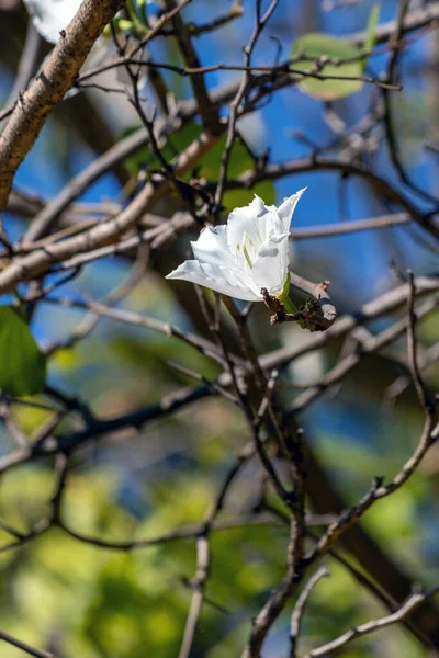 White Flower Bauhinia Forficata Known Brazilian Orchid Tree Pata Vaca — Stock Photo, Image