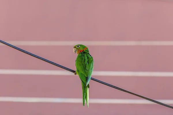 Urban Bird White Eyed Parakeet Also Know White Eyed Conure — Stock Photo, Image