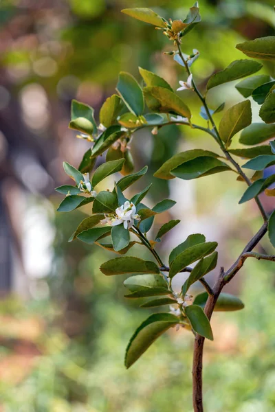 Limonero Pequeño Joven Con Una Flor Limón Blanco Agricultura Granja —  Fotos de Stock