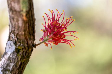 Canlı bir Grevillea çiçeği. Brezilya 'nın orta batısında da bir Avustralya yerli kırmızı çiçeği bulundu. Tür Grevillea banksii. Şaşırtıcı doğa..