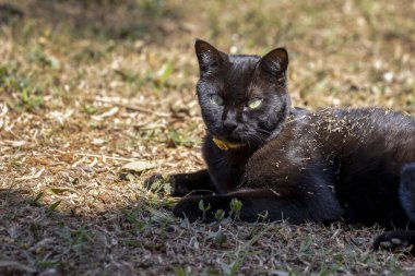 Pis bir kedi. Güneşli bir günde bahçede çimlerle oynayan siyah bir kedi yavrusu. Hayvan sever. Hayvanlar Dünyası. Kedi sever..