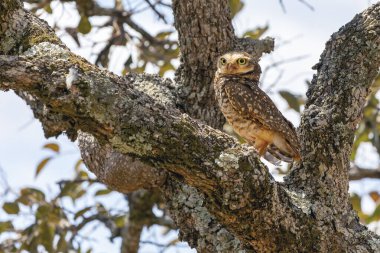 Yuvalı Baykuş ya da Şans Baykuşu bir ağacın dallarının arasına gizlenmiş. Tür Athene Cunicularia. Amerikan baykuşunun büyük sarı gözleri. Kuş sever. Kuş gözlemciliği. Taklit
