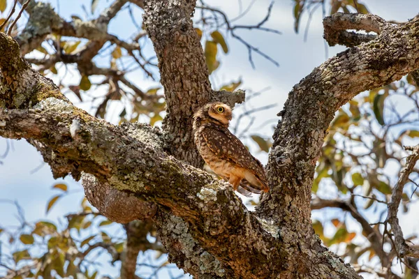 Coruja Sorte Escondida Entre Ramos Uma Árvore Espécie Athene Cunicularia — Fotografia de Stock