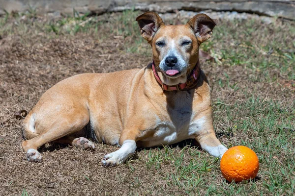 オレンジ色のボールで朝の日光浴をする美しい先輩女性の犬 動物への敬意 動物界 ペット好き 犬好き — ストック写真