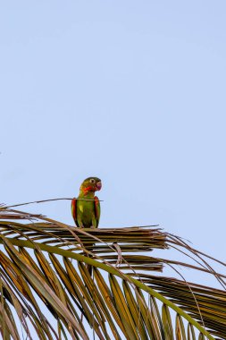 A White-eyed Parakeet also know as white-eyed conure or periquitao-maracana perched on palm tree at dawn. A medium parrot. Species Psittacara leucophthalmus. birdwatching clipart
