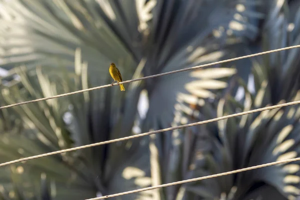 Pájaro Urbano Saffron Finch También Conocido Como Canario Terra Encaramado —  Fotos de Stock