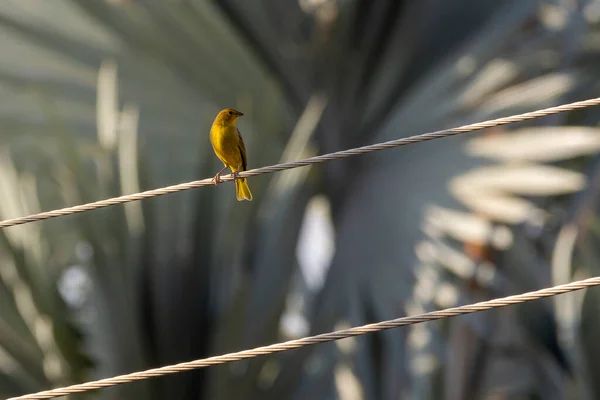 Pássaro Urbano Saffron Finch Também Conhecido Como Canario Terra Empoleirado — Fotografia de Stock