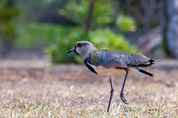 Güney Lapwing Quero Quero Nun Yuvalarının Yakınında Gezindiğini Bilir Species — Stok fotoğraf