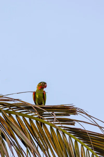 Parakeet 이트는 야자나무에 퀴타오 Periquitao Maracana 라고도 알려져 앵무새 Psittacara — 스톡 사진