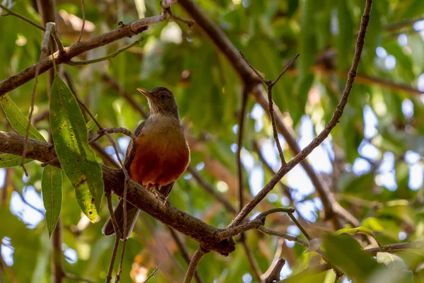 Rufous Hasú Thrush Ismert Mint Sabia Laranjeira Ült Egy Ágon — Stock Fotó