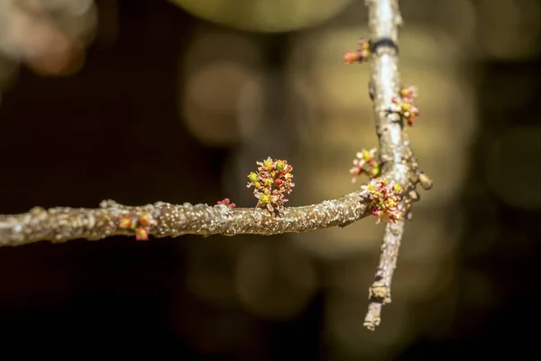 Цветение Spondia Purpurea Фруктов Известных Jocote Siriguela Ciruela Сливы Фиолетовый — стоковое фото