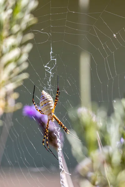 A black and yellow garden spider eating a wasp. Species Argiope aurantia. Animal life. Wild life.